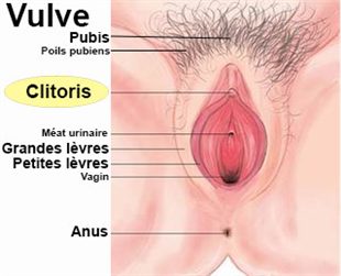 image clitoris explication